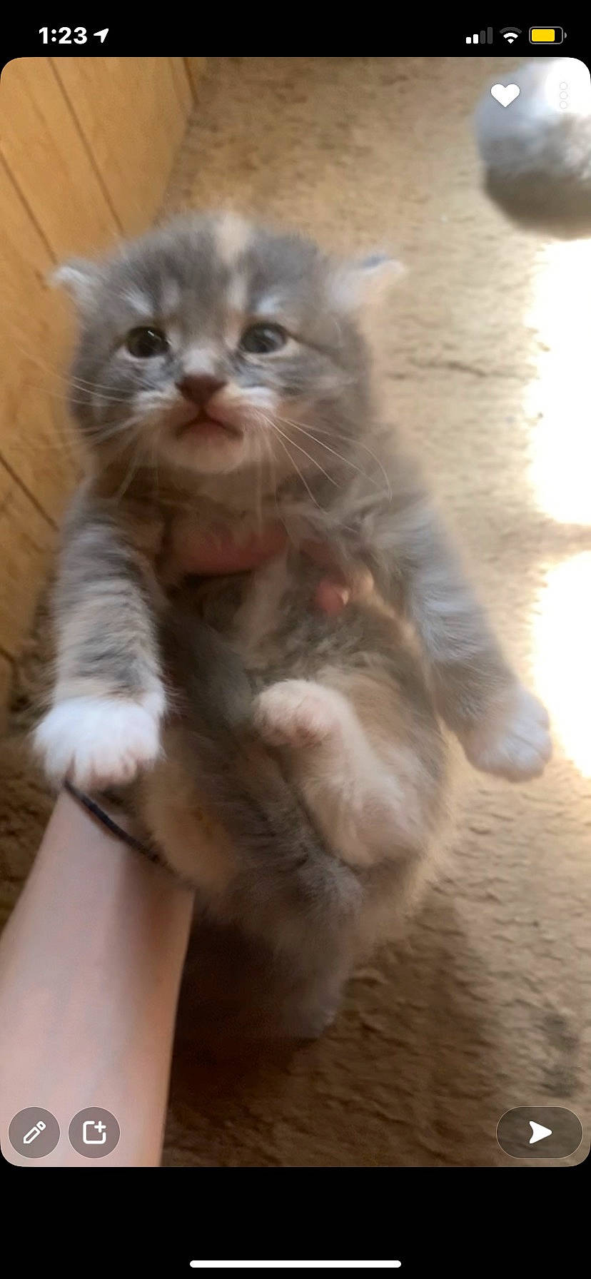 Mazikeen joined the competition — help win amazing prizes! british_longhair, carnivore, cat, claw, domestic_short_haired_cat, fawn, felidae, flooring, fur, paw, small_to_medium_sized_cats, snout, tail, terrestrial_animal, whiskers