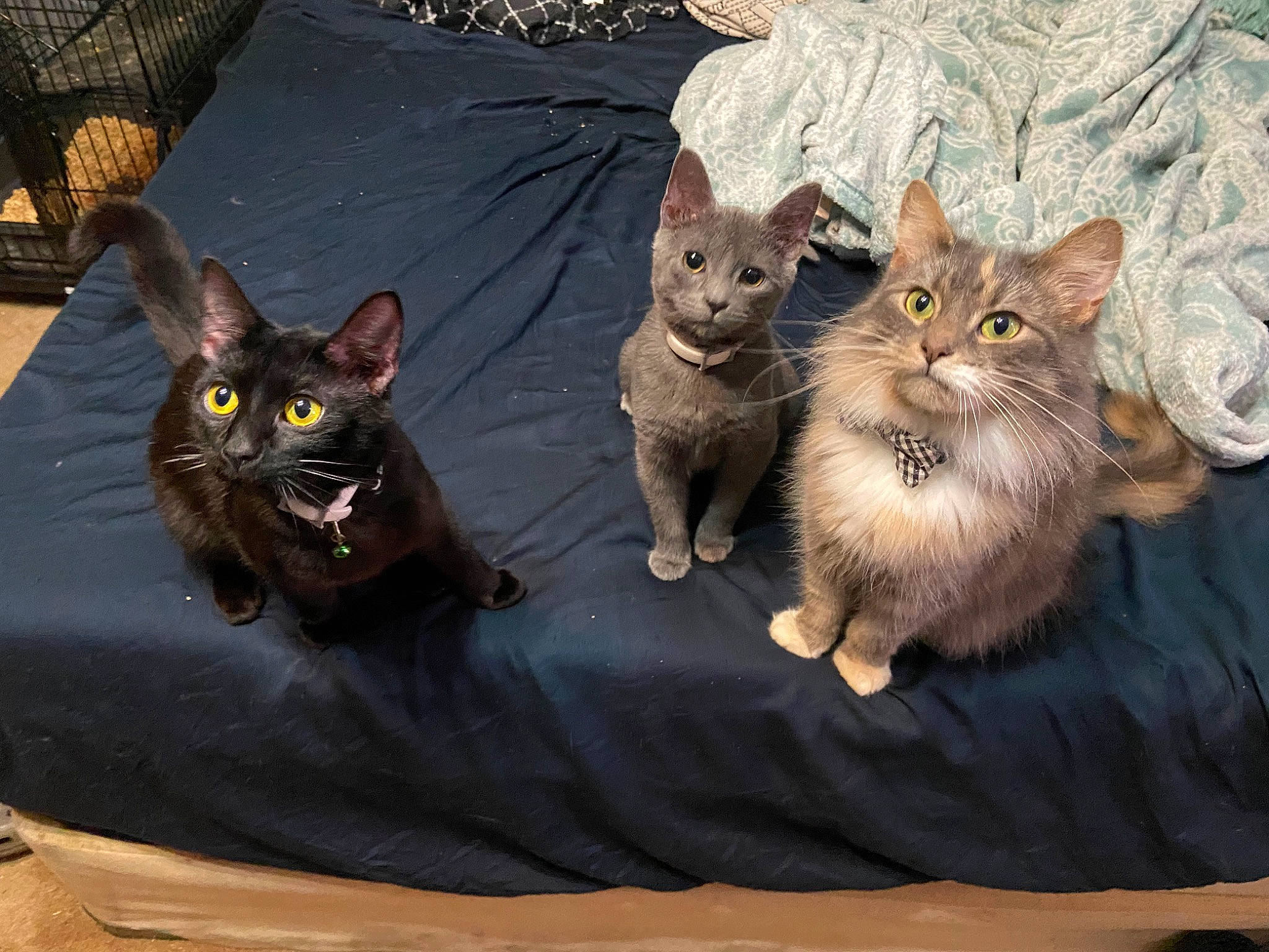 Reaper joined the competition — help win amazing prizes! bombay, carnivore, cat, comfort, domestic_short_haired_cat, fawn, felidae, fur, grey, paw, sitting, small_to_medium_sized_cats, snout, tail, terrestrial_animal, whiskers