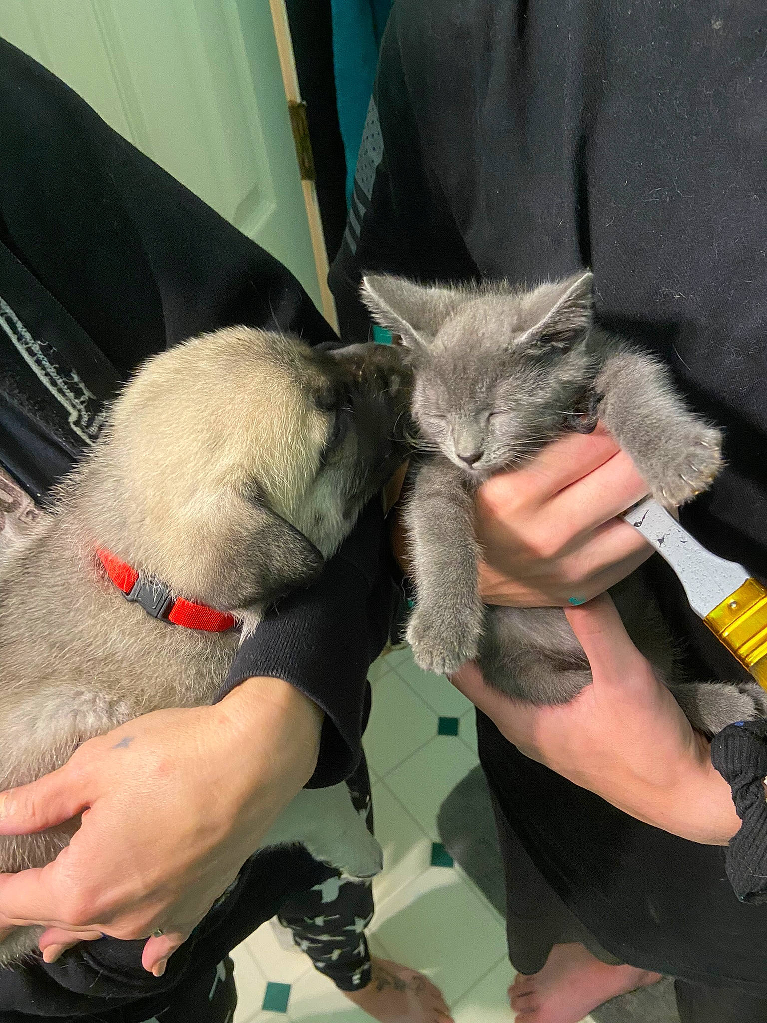 Reaper is registered to the contest to win money with this photo: carnivore, cat, claw, comfort, domestic_short_haired_cat, elbow, felidae, finger, fur, gesture, human_leg, lap, nail, paw, small_to_medium_sized_cats, whiskers, wildlife_biologist, wrist