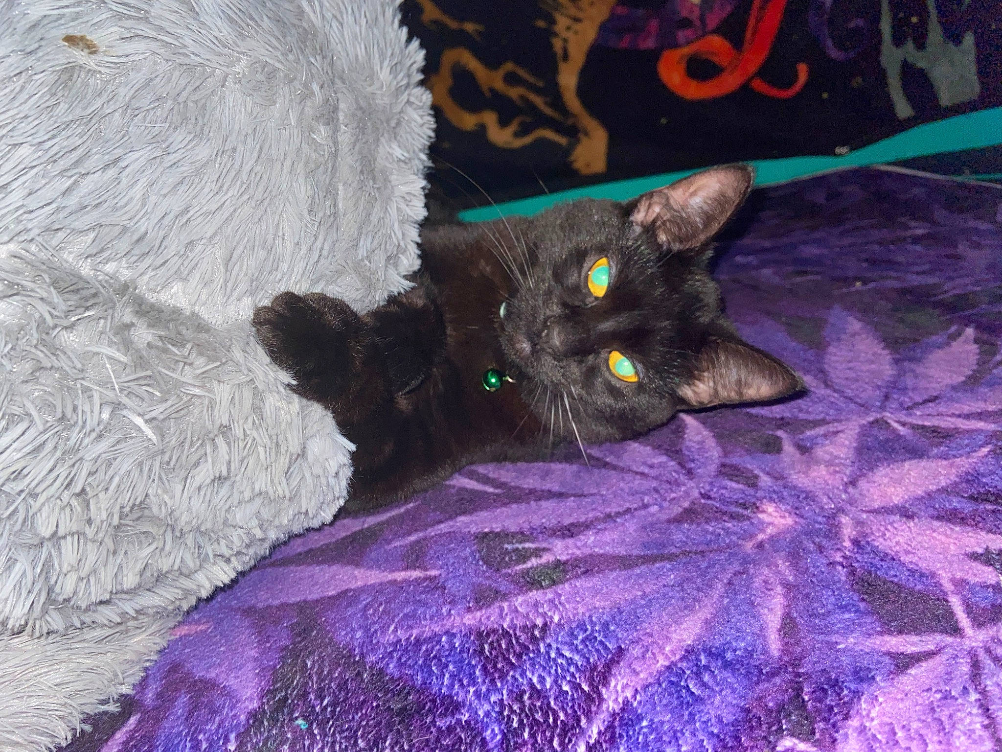 Midnight is registered to the contest to win money with this photo: black_cat, bombay, carnivore, cat, cat_toy, claw, domestic_short_haired_cat, electric_blue, felidae, fur, grey, magenta, paw, purple, small_to_medium_sized_cats, snout, tail, violet, whiskers