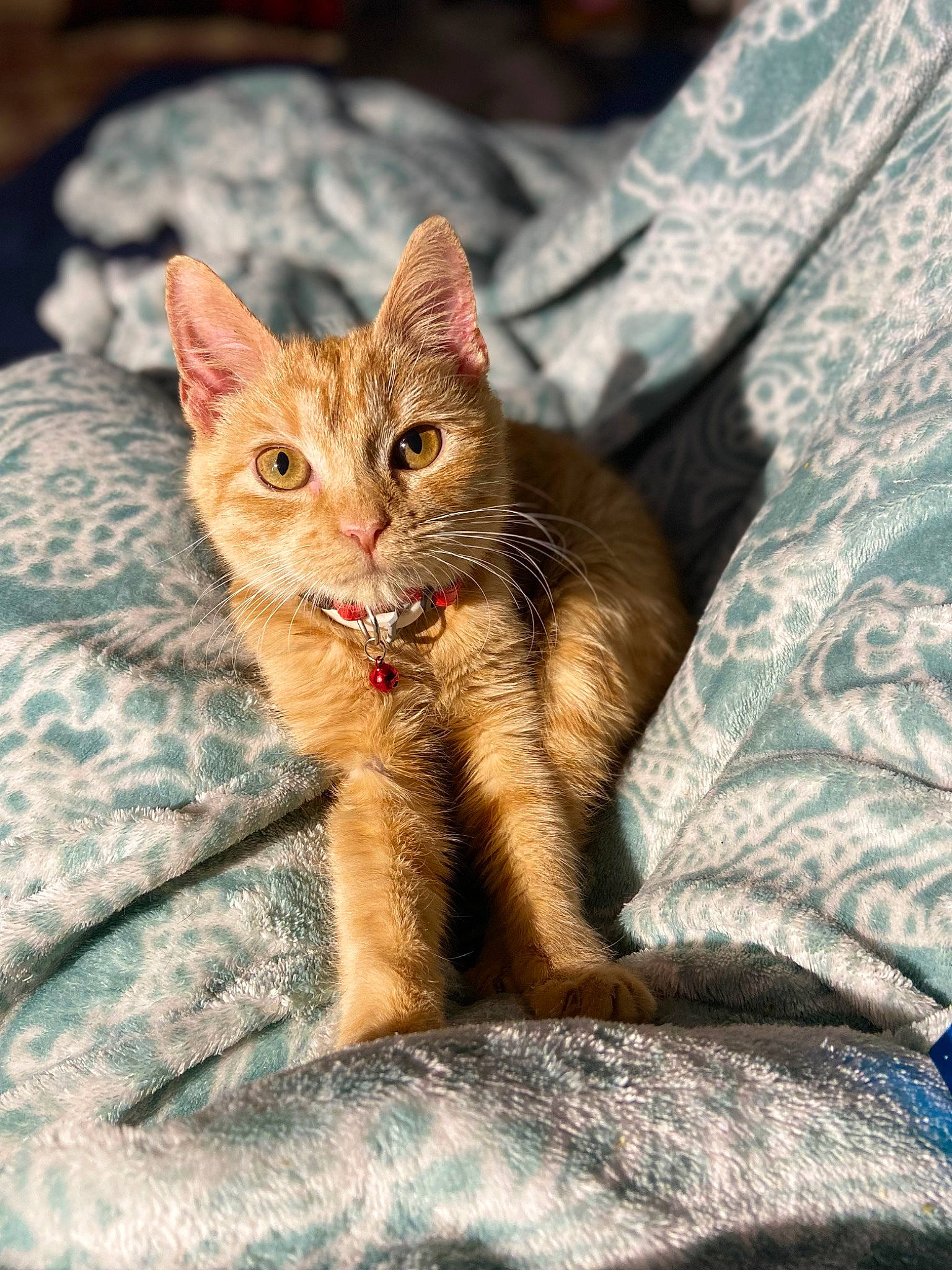 Tater Tot joined the competition — help win amazing prizes! carnivore, cat, claw, comfort, domestic_short_haired_cat, eye, fawn, felidae, fur, paw, sitting, small_to_medium_sized_cats, tail, terrestrial_animal, tree, whiskers, wildlife