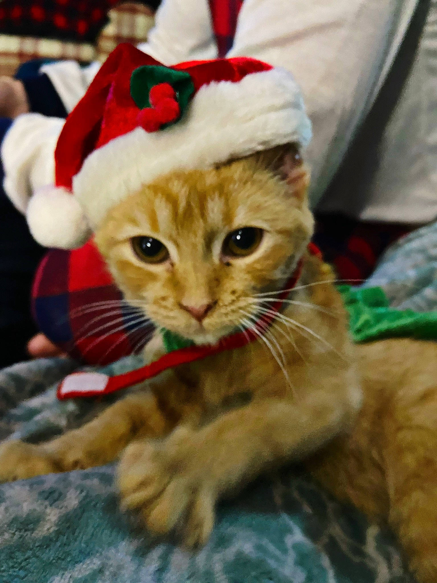 Tater Tot is registered to the contest to win money with this photo: carnivore, cat, christmas, christmas_eve, christmas_ornament, costume_hat, domestic_short_haired_cat, event, fawn, felidae, fur, hat, holiday, plant, small_to_medium_sized_cats, snout, tail, textile, tree, whiskers