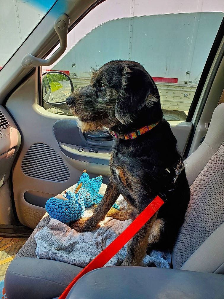 Jackson joined the competition — help win amazing prizes! auto_part, automotive_design, automotive_exterior, automotive_mirror, car, car_seat, car_seat_cover, carnivore, collar, companion_dog, dog, dog_breed, head_restraint, mode_of_transport, motor_vehicle, snout, steering_part, steering_wheel, vehicle, vehicle_door