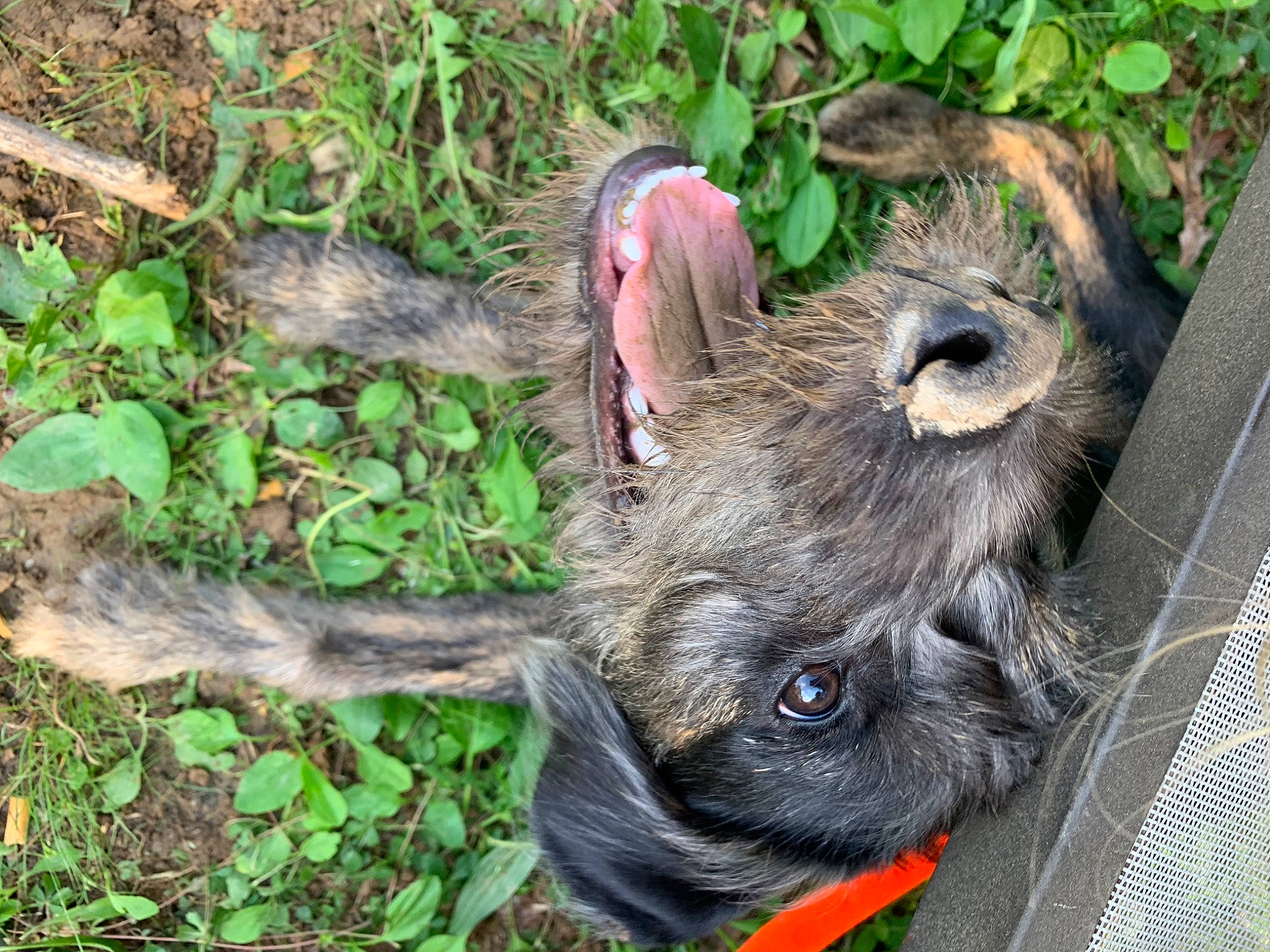 Jackson joined the competition — help win amazing prizes! canidae, carnivore, companion_dog, dog, dog_breed, fawn, felidae, fur, grass, groundcover, marsupial, plant, puppy, snout, soil, sporting_group, terrestrial_animal, whiskers, wood, working_animal