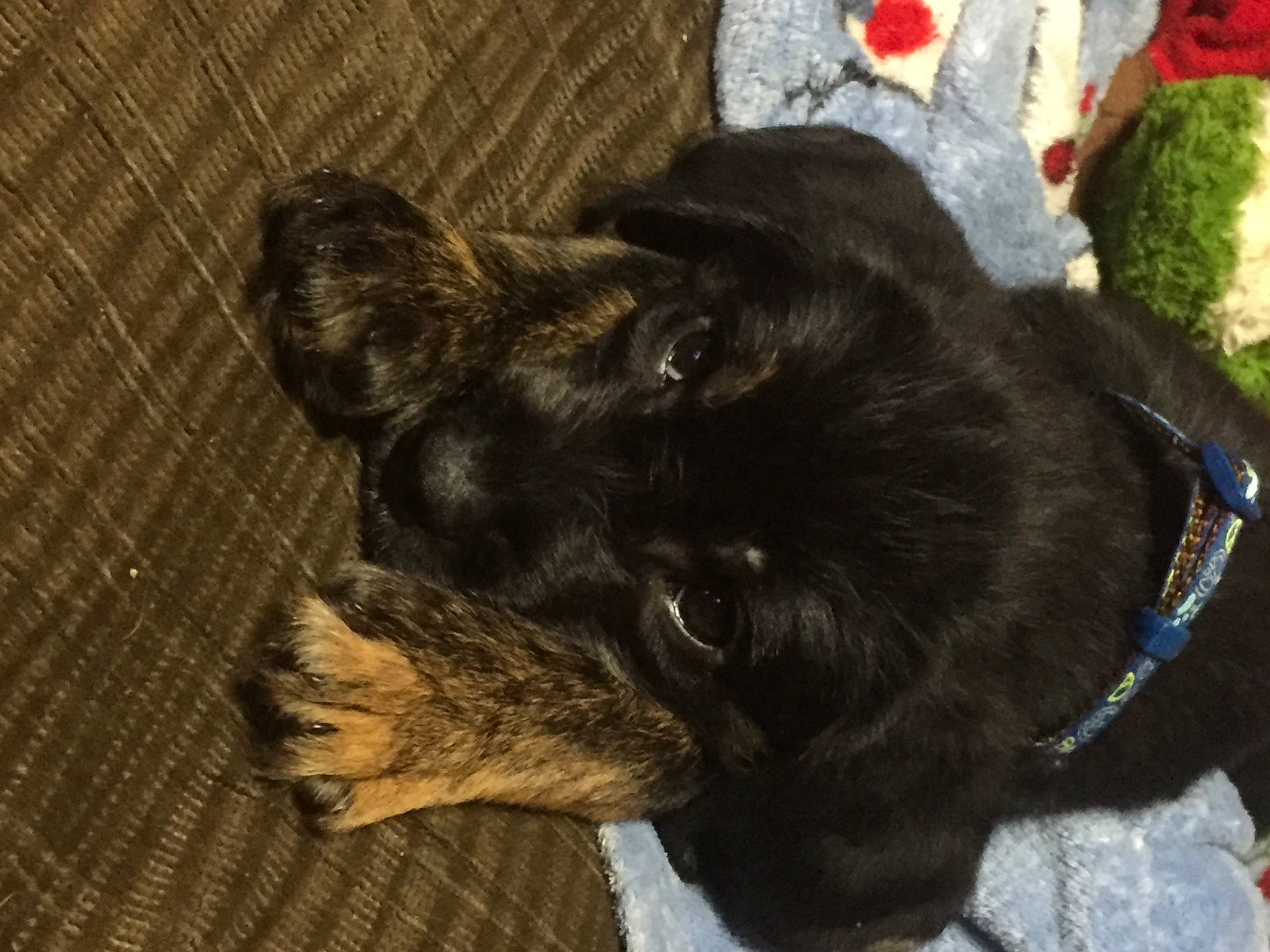 Jackson joined the competition — help win amazing prizes! black_cat, canidae, carnivore, claw, comfort, companion_dog, dog, dog_breed, ear, fawn, felidae, fur, liver, paw, small_to_medium_sized_cats, snout, sporting_group, tail, whiskers, working_animal