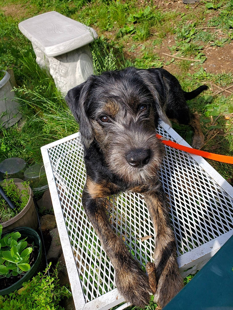 Jackson joined the competition — help win amazing prizes! canidae, carnivore, companion_dog, dog, dog_breed, dog_supply, flowerpot, grass, hunting_dog, pet_supply, plant, snout, sporting_group, working_animal, working_dog