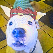 Ivy joined the competition — help win amazing prizes! animal, canine, close_up, collar, costume, curious, cute, dog, domestic_pet, ears, elf_hat, festive, floor, holiday, indoor, looking_up, pet, portrait, tile, white_dog