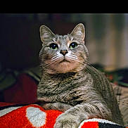 Bella joined the competition — help win amazing prizes! animal, blanket, cat, closeup, colorful, cute, domestic_cat, feline, fur, green_eyes, indoor, mammal, paw, pet, portrait, relaxed, resting, soft, tabby, whiskers