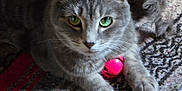 Bella joined the competition — help win amazing prizes! animal, carpet, cat, close_up, cute, domestic_cat, feline, gray_cat, green_eyes, indoor, paw, pet, pink_ball, playful, relaxed, resting, tabby, texture, toy, whiskers