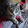 Bella joined the competition — help win amazing prizes! cat, gray_cat, tabby, green_eyes, pet, animal, indoor, toy, pink_ball, carpet, texture, close_up, feline, paw, whiskers, relaxed, cute, playful, resting, domestic_cat
