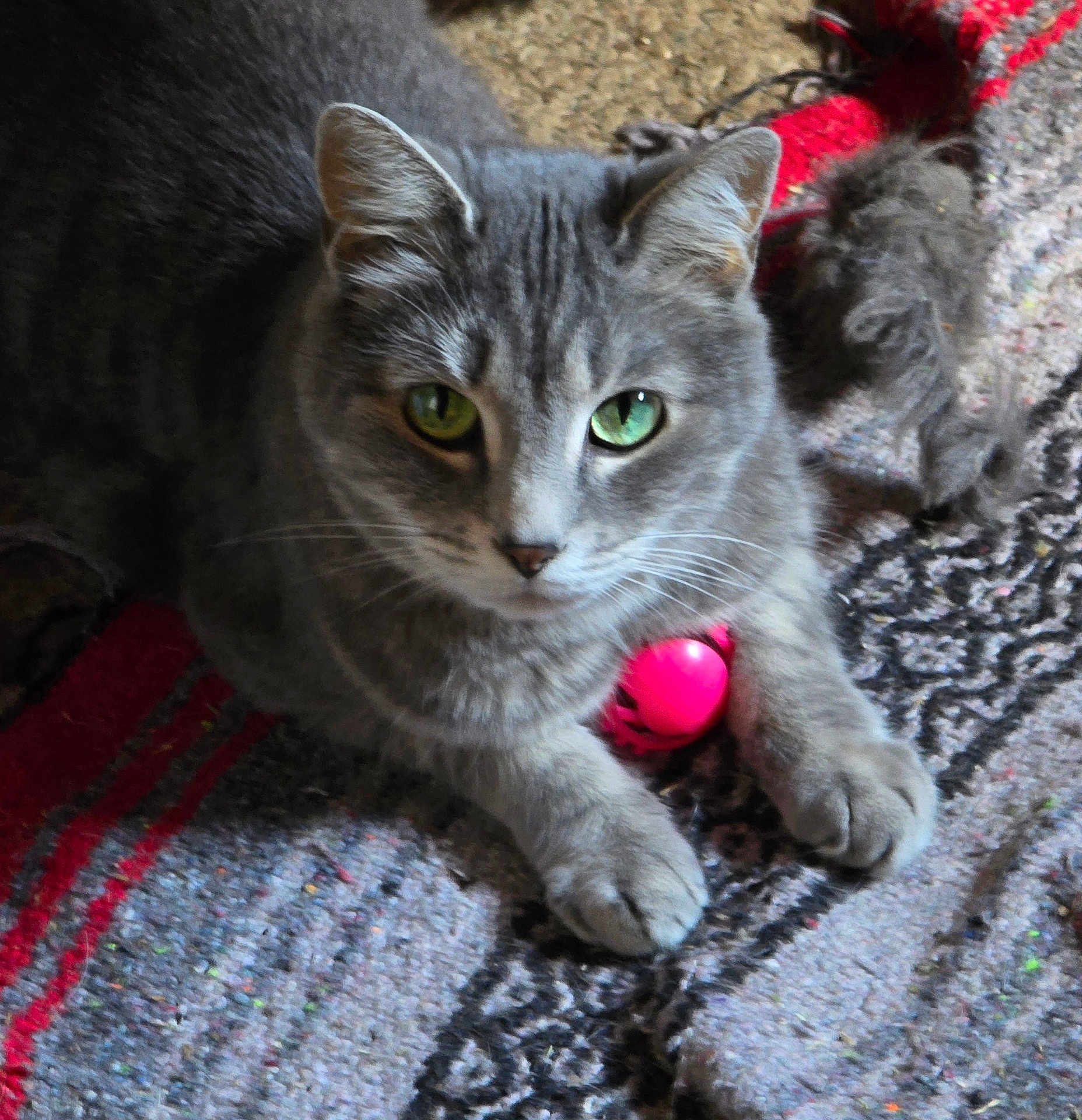 Bella