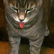Bella is registered to the contest to win money with this photo: cat, tabby, gray, tongue, green_eyes, pet, animal, feline, whiskers, close_up, indoor, cute, funny_face, four_legs, fur, mammal, domestic_animal, looking_down, standing, playful