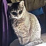 Bella is registered to the contest to win money with this photo: cat, feline, sitting, fur, indoor, blanket, cozy, soft, light, shadow, animal, pet, whiskers, tail, ears, cute, domestic, relaxed, portrait, home