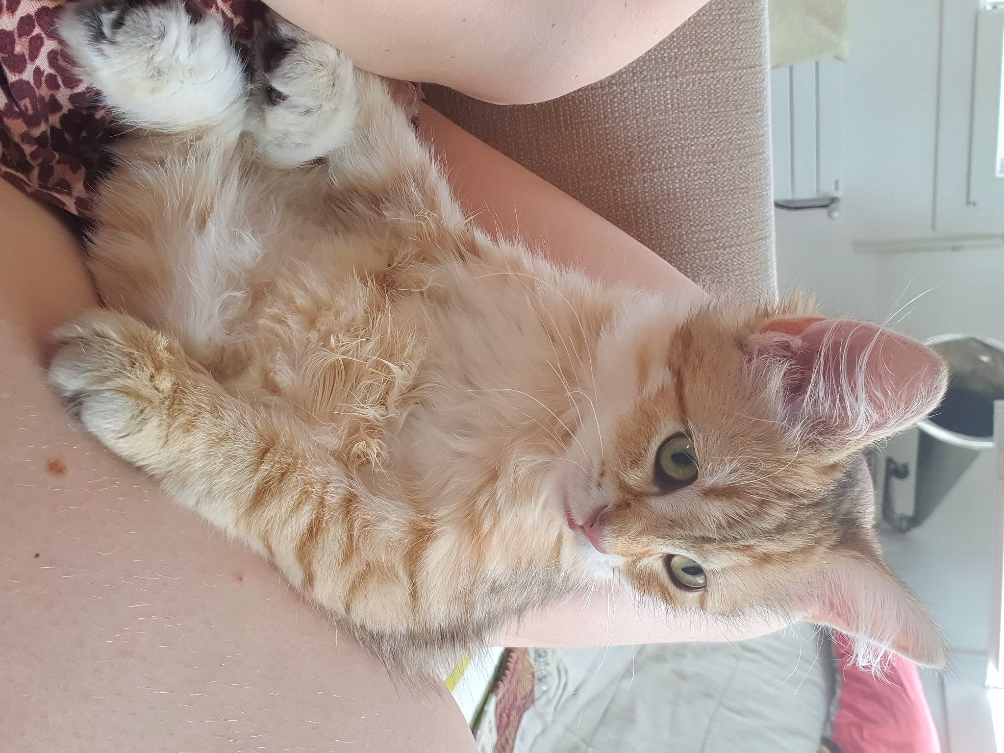 Melba participe au concours pour gagner de l'argent avec cette photo : carnivore, cat, claw, comfort, companion_dog, domestic_short_haired_cat, fawn, felidae, foot, fur, human_leg, nap, paw, sitting, small_to_medium_sized_cats, snout, tail, vertebrate, whiskers