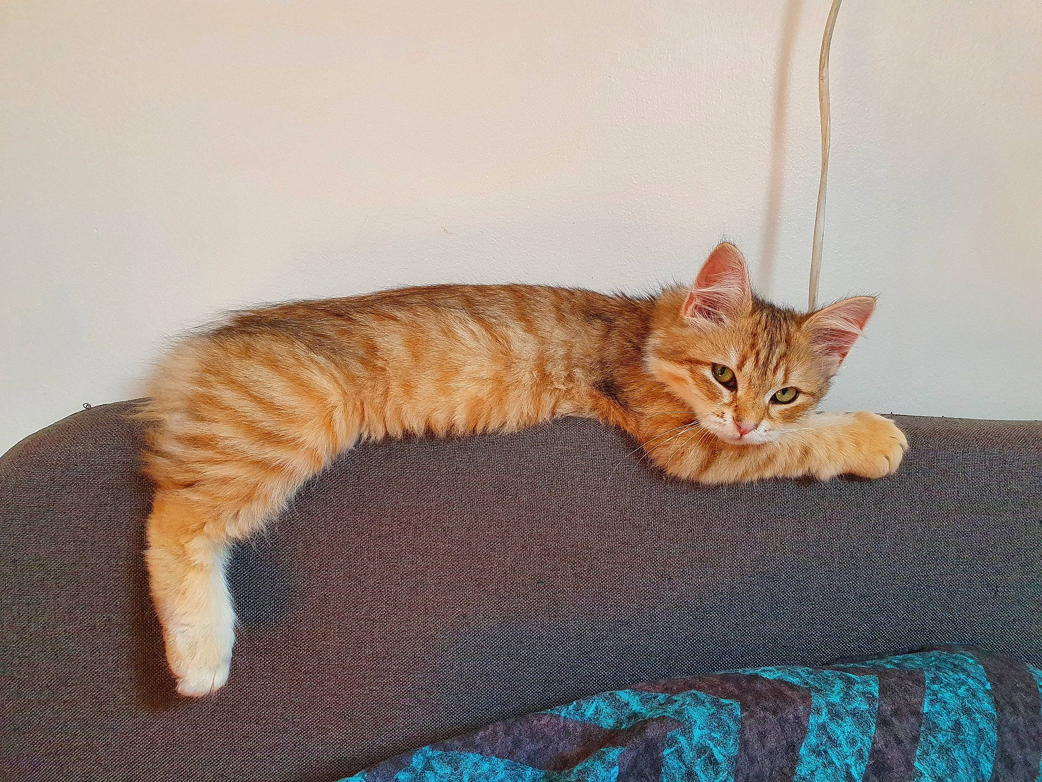 Melba a rejoint le concours — aidez-le/la à gagner de superbes lots ! art, carnivore, cat, cat_supply, claw, comfort, couch, domestic_short_haired_cat, fawn, felidae, fur, paw, sitting, small_to_medium_sized_cats, snout, tail, terrestrial_animal, whiskers, window, wood