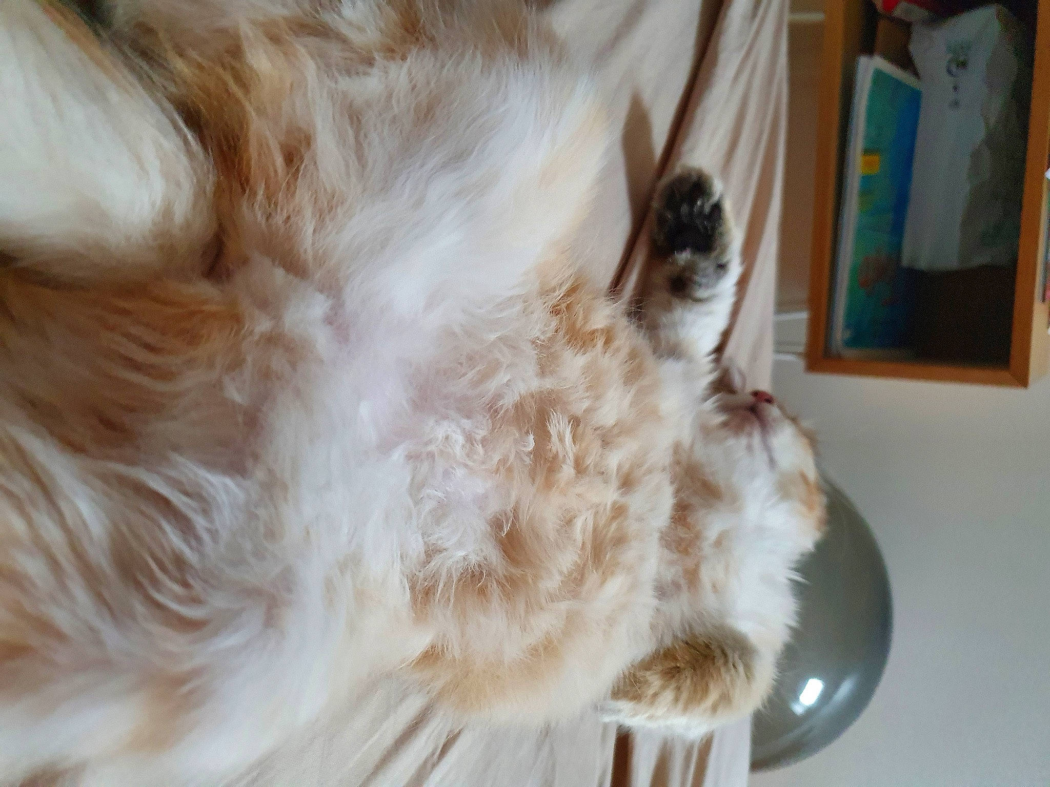 Melba participe au concours pour gagner de l'argent avec cette photo : canidae, carnivore, claw, companion_dog, dog_breed, ear, fawn, felidae, fur, liver, natural_material, paw, picture_frame, small_to_medium_sized_cats, snout, sporting_group, tail, whiskers