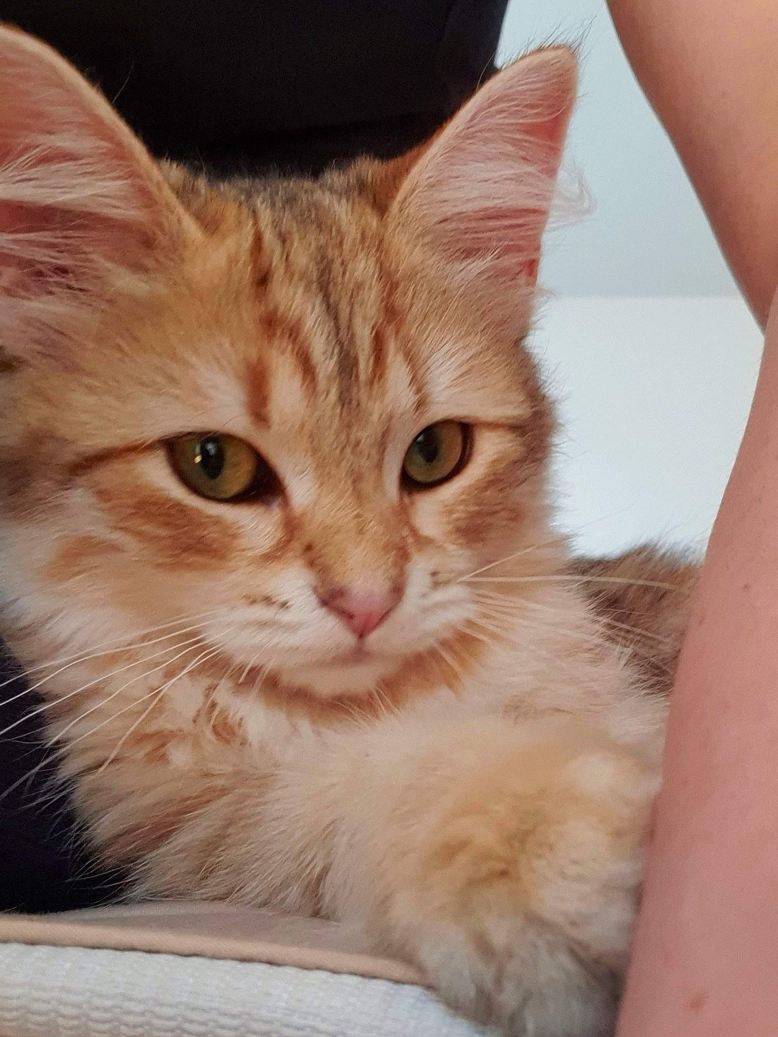 Melba a rejoint le concours — aidez-le/la à gagner de superbes lots ! box, carnivore, cat, claw, domestic_short_haired_cat, ear, fawn, felidae, fur, gesture, paw, sitting, small_to_medium_sized_cats, snout, tail, whiskers, window