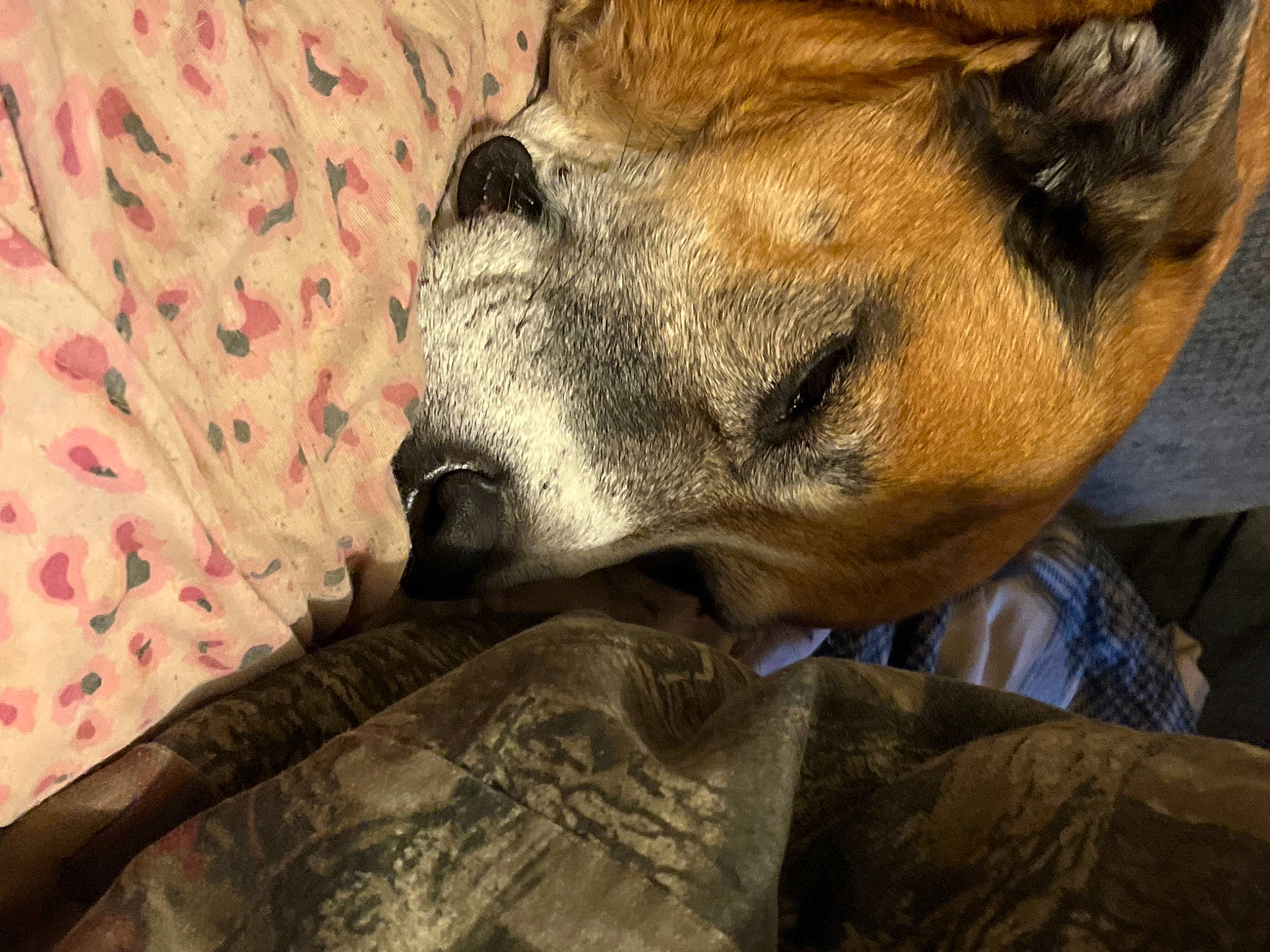 Hank joined the competition — help win amazing prizes! canidae, carnivore, claw, comfort, companion_dog, dog, dog_breed, fawn, felidae, fur, human_leg, linens, pattern, snout, sporting_group, terrestrial_animal, whiskers, wood, working_animal, wrinkle