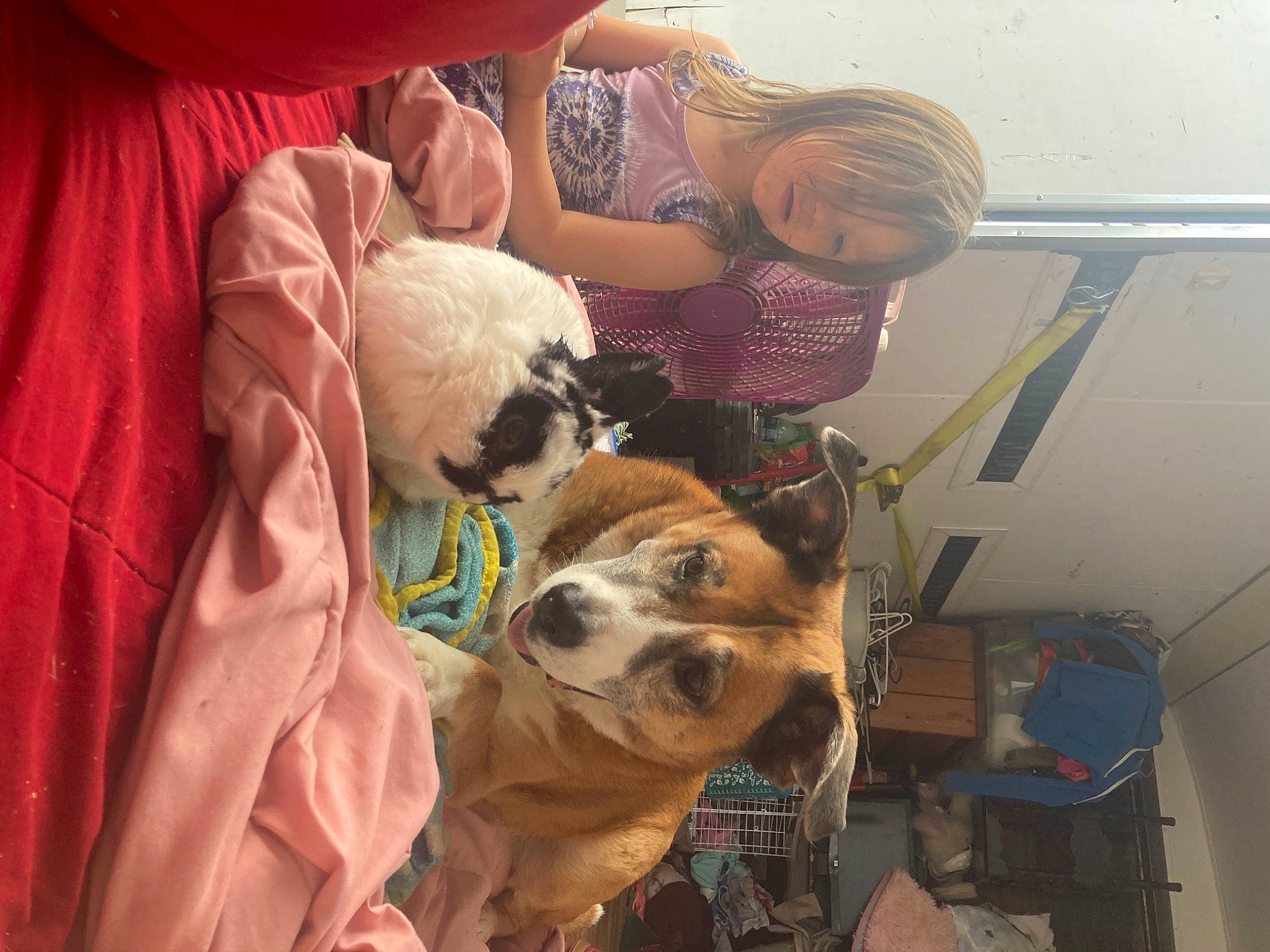 Hank joined the competition — help win amazing prizes! canidae, carnivore, companion_dog, dog, dog_breed, dog_clothes, eyewear, fawn, felidae, fun, fur, hat, non_sporting_group, personal_protective_equipment, puppy, room, sporting_group, toy_dog, visual_arts, working_animal