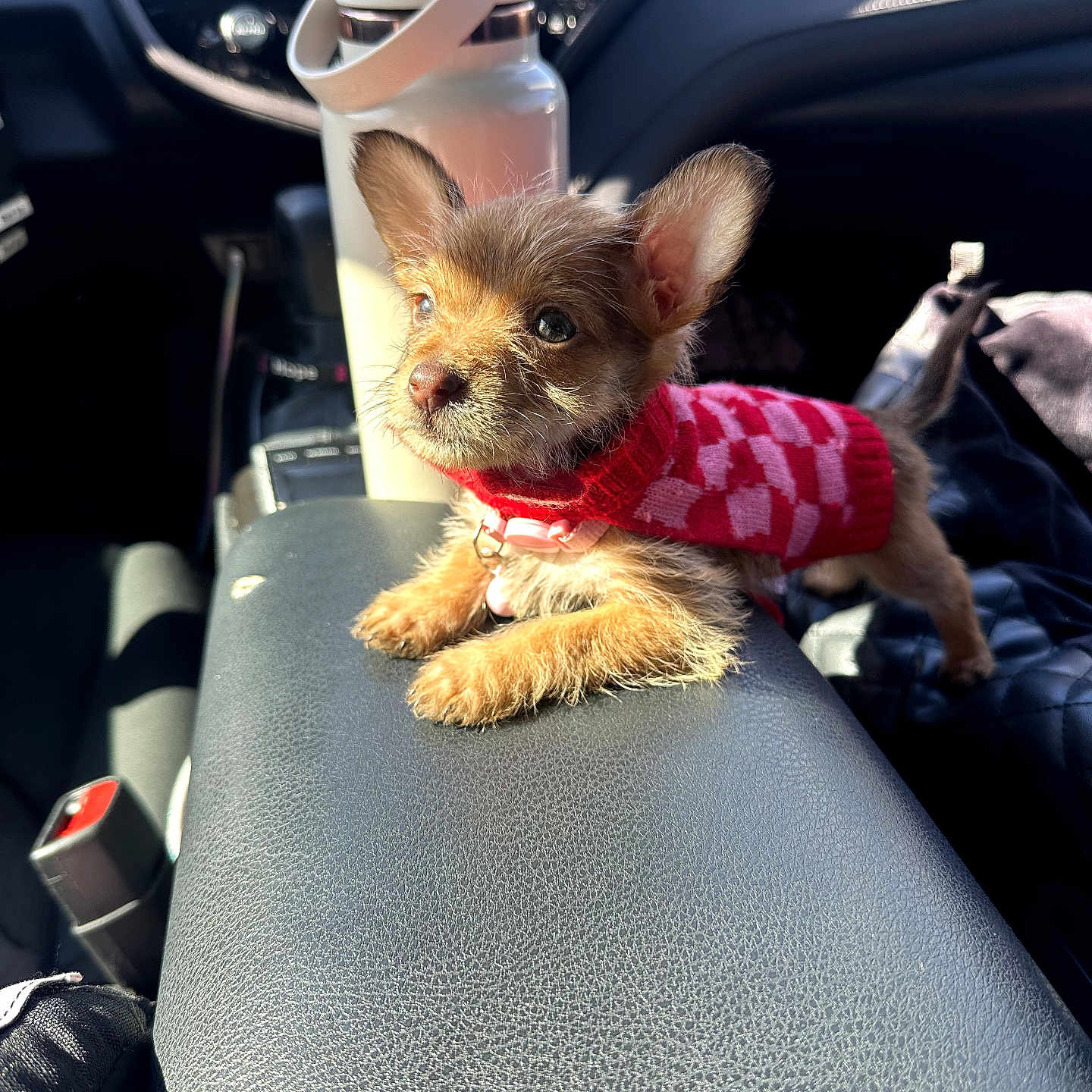 Miso Pinto is registered to the contest to win money with this photo: puppy, dog, sweater, car, sunlight, armrest, small_dog, pet, cute, fur, ears, collar, interior, seatbelt, water_bottle, dashboard, leather, adorable, companion, travel