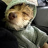 Miso Pinto joined the competition — help win amazing prizes! dog, sleeping, hoodie, clothing, pet, cozy, fur, closeup, indoor, resting, cute, animal, canine, relaxed, portrait, soft_texture, brown_fur, wood_floor, couch, casual
