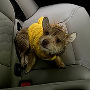 Miso Pinto is registered to the contest to win money with this photo: dog, pet, yellow_hoodie, car_seat, small_dog, fur, cute, looking_up, indoor, animal, canine, seatbelt_buckle, leather_seat, scruffy, adorable, young_dog, portrait, side_view, companion, domestic_animal