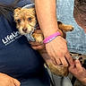 Miso Pinto joined the competition — help win amazing prizes! dog, animal, pet, person, hand, clothing, hoodie, nail_clipper, grooming, indoor, table, chair, scruffy_dog, holding, animal_care, blue_shirt, wristband, close_up, casual, fur