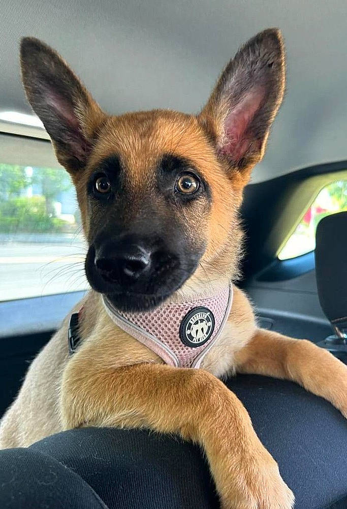Kaya joined the competition — help win amazing prizes! automotive_mirror, canidae, carnivore, companion_dog, dog, dog_breed, ear, fawn, fur, herding_dog, sporting_group, terrestrial_animal, whiskers, window, windshield, working_animal, working_dog