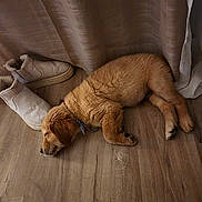 Auslo a rejoint le concours — aidez-le/la à gagner de superbes lots ! animal, brown, collar, cozy, curtains, cute, dog, domestic_animal, floor, fur, home, indoor, peaceful, pet, puppy, relaxation, resting, sleeping, slippers, wooden_floor