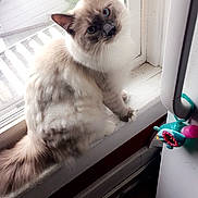 Simba is registered to the contest to win money with this photo: cat, windowsill, indoor, blue_eyes, fluffy_fur, curious, pet, natural_light, white_window_frame, houseplant_outside, toy, fridge, light_and_shadow, domestic_animal, feline, window_screen, whiskers, tail, soft_fur, head_tilt