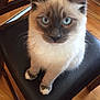 Simba joined the competition — help win amazing prizes! cat, blue_eyes, fluffy, sitting, chair, leather, wooden_floor, indoor, pet, animal, feline, close_up, looking_at_camera, whiskers, ears, paws, domestic_cat, fur, cute, alert