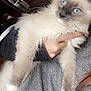 Simba is registered to the contest to win money with this photo: cat, blue_eyes, fluffy, person, holding, gray_sweater, indoor, window, table, milk_jug, candle, kitchen, furniture, pet, fur, whiskers, close_up, domestic_animal, cozy, home