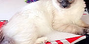 Simba is registered to the contest to win money with this photo: cat, fluffy, blue_eyes, air_hockey_table, indoor, wooden_floor, red_wall, box, pet, furniture, relaxed, long_tail, domestic_animal, table, playroom, animal, mammal, cute, resting, house