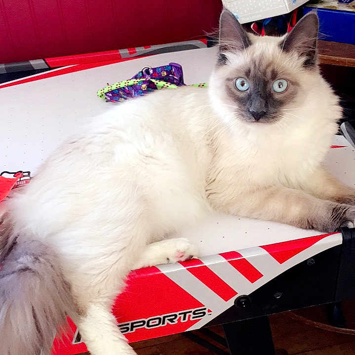 Simba is registered to the contest to win money with this photo: air_hockey_table, animal, blue_eyes, box, cat, cute, domestic_animal, fluffy, furniture, house, indoor, long_tail, mammal, pet, playroom, red_wall, relaxed, resting, table, wooden_floor