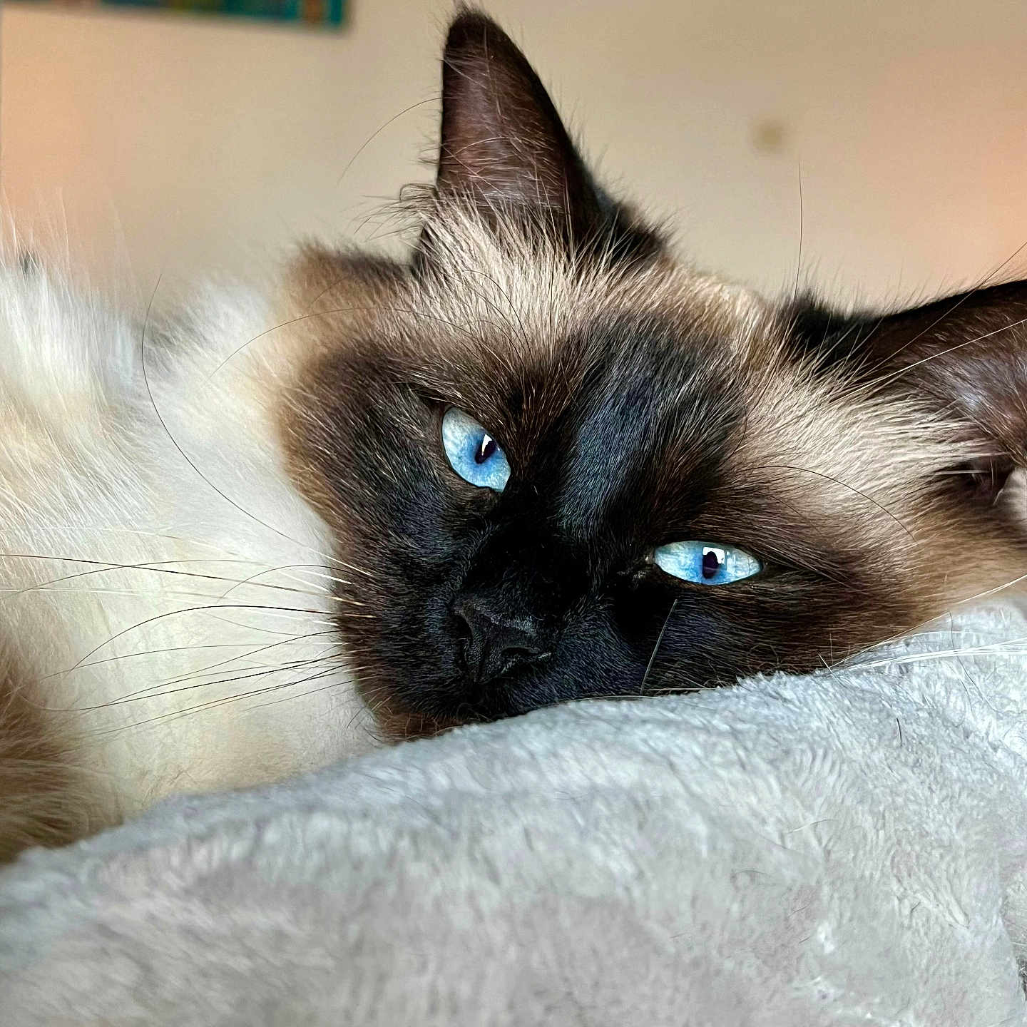 Perle a rejoint le concours — aidez-le/la à gagner de superbes lots ! angora, animal, cat, kitten, manx, pet, siamese