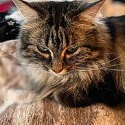 Suki is registered to the contest to win money with this photo: animal, blanket, cat, close_up, cozy, domestic_animal, ears, feline, fluffy_fur, indoor, mammal, pet, portrait, relaxed, resting, soft_lighting, tabby, texture, warm_colors, whiskers