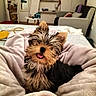 dog, puppy, small_dog, fluffy, blanket, bedroom, couch, shelf, mirror, tongue_out, indoor, cozy, pet, fur, cute, happy, resting, home, soft, playful