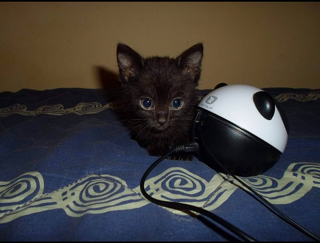 Cleo joined the competition — help win amazing prizes! audio_equipment, black_cat, carnivore, cat, cat_supply, cat_toy, comfort, domestic_short_haired_cat, felidae, flooring, fur, grey, metal, mouse, paw, personal_protective_equipment, room, small_to_medium_sized_cats, tail, whiskers