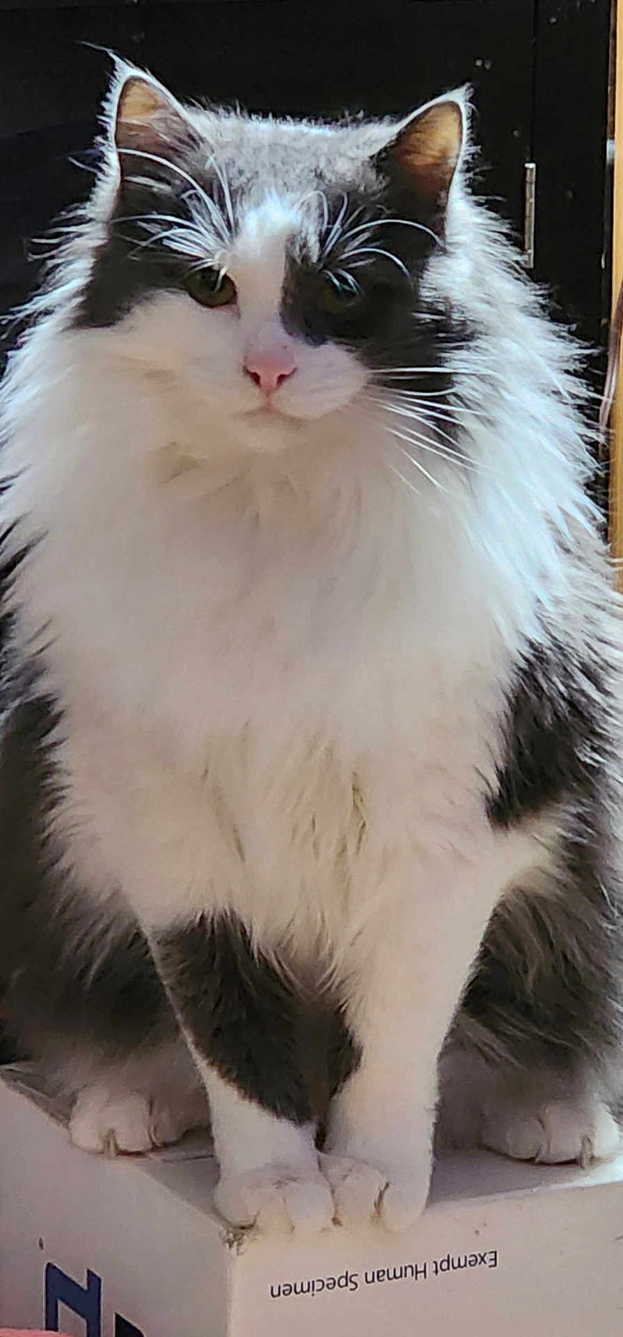 Deanie Beanie is registered to the contest to win money with this photo: alert, animal, black_and_white, box, cat, close_up, curious, cute, domestic, ears, face, feline, fluffy, fur, indoor, paws, pet, portrait, sitting, whiskers