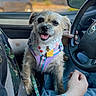 dog, small_dog, harness, bandana, car_interior, steering_wheel, person, hand, watch, jeans, seatbelt, window, blurred_background, happy, tongue_out, pet, leash, casual_clothing, driving, sunlight