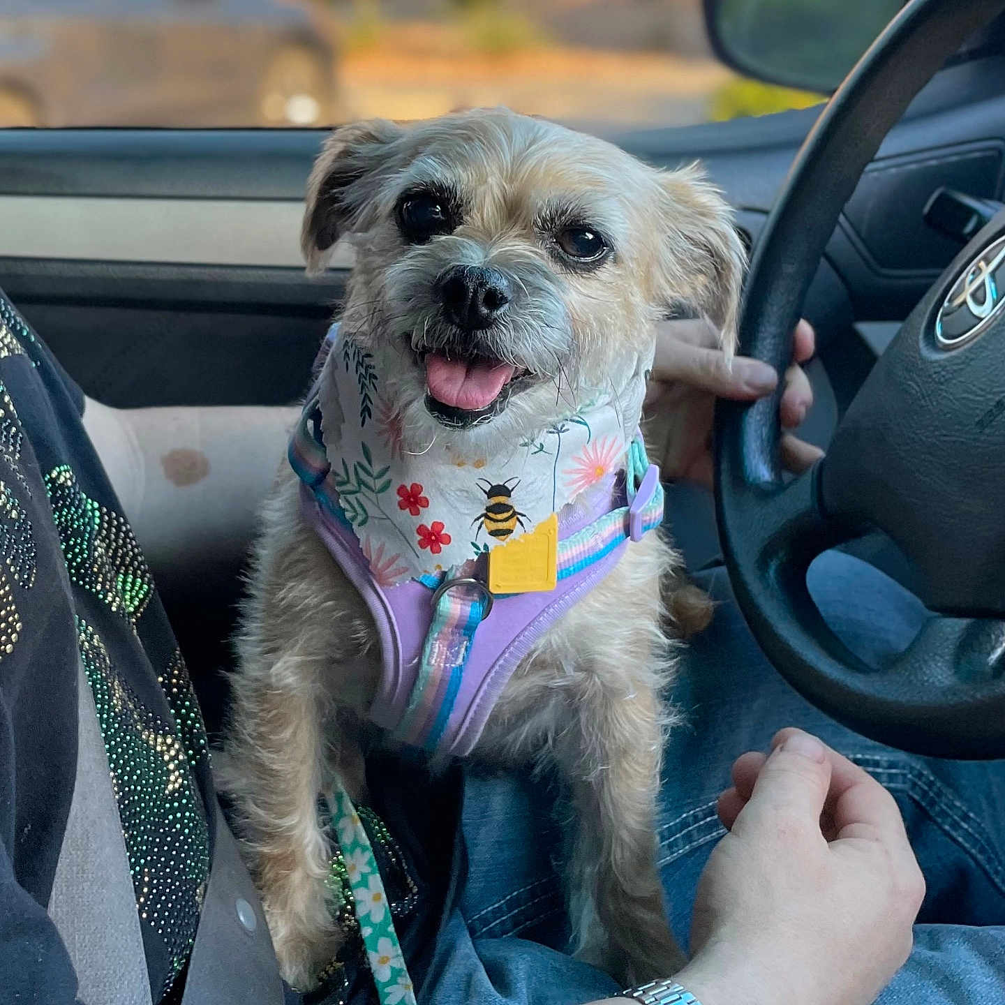 Emi joined the competition — help win amazing prizes! dog, small_dog, harness, bandana, car_interior, steering_wheel, person, hand, watch, jeans, seatbelt, window, blurred_background, happy, tongue_out, pet, leash, casual_clothing, driving, sunlight