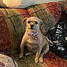 Emi is registered to the contest to win money with this photo: dog, pet, couch, blanket, collar, indoor, furniture, small_dog, heart_tag, seated, brown_fur, cozy, living_room, patterned_fabric, plush, cute, animal, domestic_animal, companion, relaxed