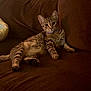 Nala is registered to the contest to win money with this photo: cat, tabby_cat, couch, brown, pet, animal, relaxed, indoor, feline, fur, whiskers, ears, collar, paw, sleepy, comfortable, cozy, domestic, mammal, resting