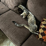 Nala joined the competition — help win amazing prizes! cat, tabby_cat, stretching, brown_couch, cushion, indoor, pet, feline, striped_fur, relaxed, floor_tiles, home, cozy, looking_up, paw, fur, comfort, animal, cute, living_room
