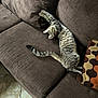 cat, tabby_cat, stretching, brown_couch, cushion, indoor, pet, feline, striped_fur, relaxed, floor_tiles, home, cozy, looking_up, paw, fur, comfort, animal, cute, living_room