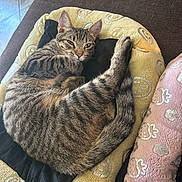 Nala joined the competition — help win amazing prizes! animal, brown_couch, cat, cozy, cushion, face, fur, indoor, pattern, pet, pink_blanket, relaxed, resting, sleepy, smiley_face, striped, tabby, tail, whiskers, yellow