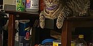Nala joined the competition — help win amazing prizes! animal, bottles, cat, cluttered, containers, curious, domestic_cat, feline, furniture, household_items, indoor, looking, miscellaneous, pet, purple_collar, resting, storage, tabby_cat, table_leg, wooden_table