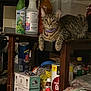 cat, tabby_cat, purple_collar, wooden_table, household_items, bottles, containers, curious, indoor, cluttered, furniture, pet, animal, feline, domestic_cat, looking, resting, table_leg, storage, miscellaneous