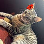 Nala joined the competition — help win amazing prizes! animal, cat, couch, cozy, cute, domestic, feline, flower, fur, household, indoor, mammal, pet, portrait, relaxed, resting, soft, striped, tabby, whiskers