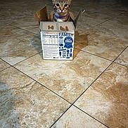 Simba joined the competition — help win amazing prizes! animal, blue_ribbon, box, cardboard_box, cat, curious, cute, floor_tile, furniture, home, indoor, looking_at_camera, nutrition_facts, pet, purple_collar, sitting, slippers, small_box, tabby, wide_eyes